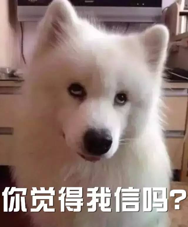 狗都不信图片