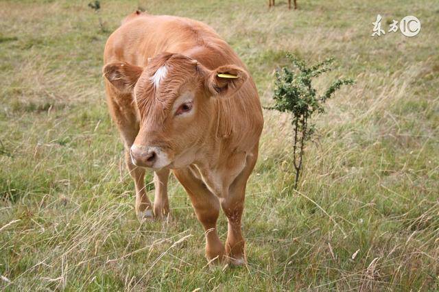 养牛用什么配方牛才肥？肉牛育肥的饲喂技能，肉牛育肥的方法！