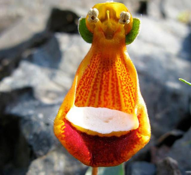 这些兰花简直就是花卉界的奇葩奇花异草大盘点