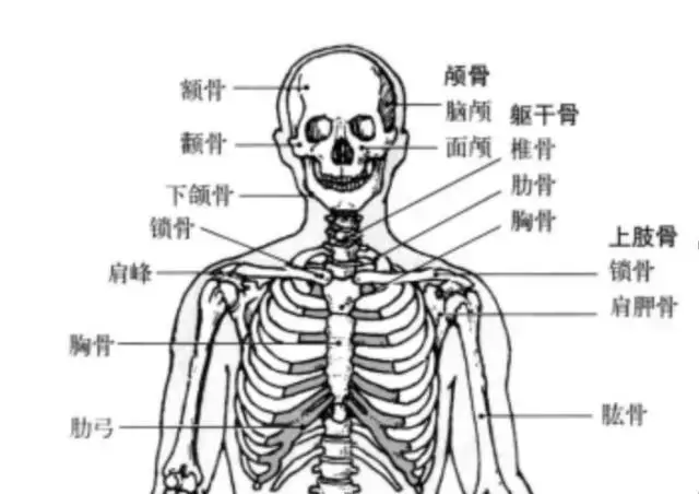 颅骨体表定位标志图片