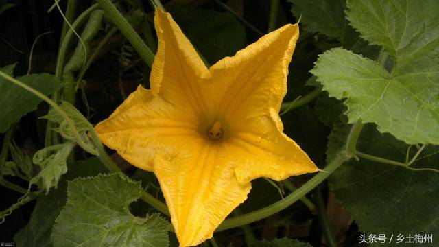 87岁老农民说 南瓜花要吃雄花不能吃雌花 你懂吗 南瓜花雌花和雄花两种的 帮果网 87岁老农民说 南瓜花要吃雄花不能吃雌花 你懂吗 南瓜花雌花和雄花两种的 帮果网