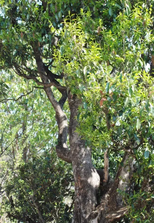 茶树,何谓大叶种?何谓小叶种?