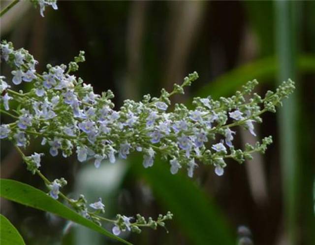 现在看来,常饮牡荆子茶能起到有效