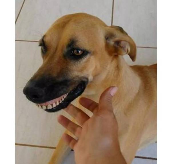 什么时候它的嘴巴闭不上了,牙齿还这么整齐的凸出来了,然后他就慢慢的