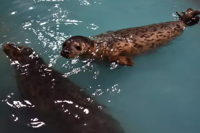 在夜晚,海豹会"唱歌"
