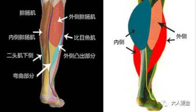 目前我们小腿上的肌肉分布是下图这样的 ,肉毒素可以作用的是腓肠肌和