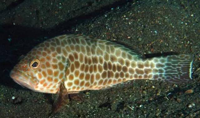 一口吞掉鲨鱼狠角色,竟然是厦门人餐桌上的家常菜