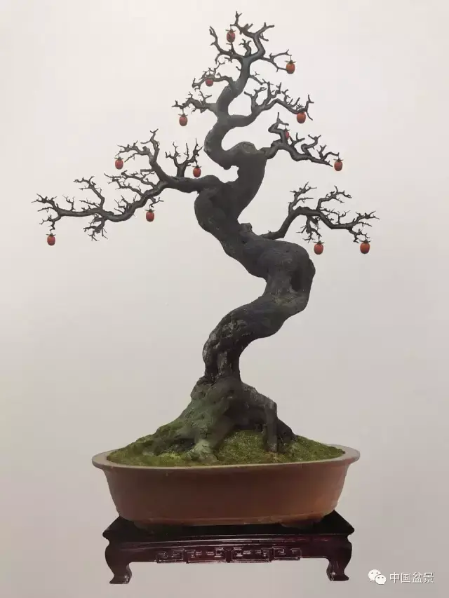 吴清昭金弹子盆景欣赏