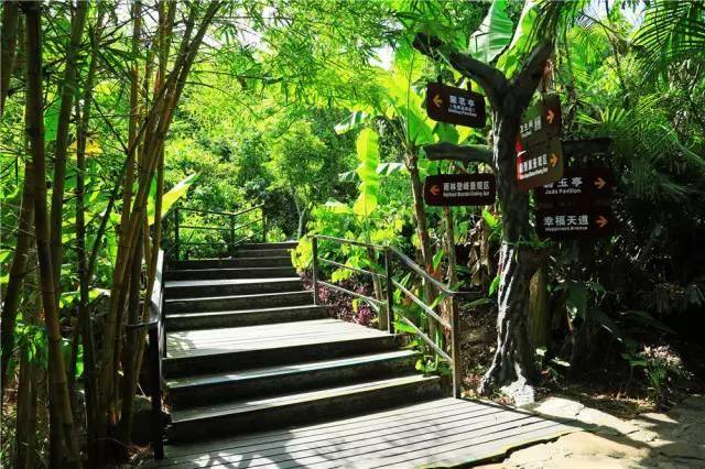 雨林图集——海南神秘之旅系列呀诺达雨林谷