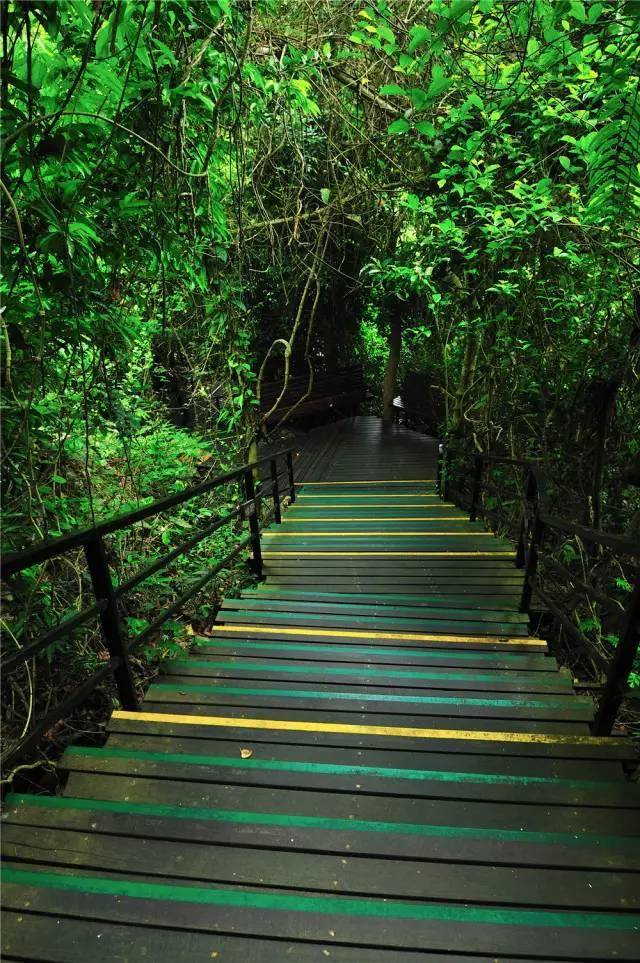 雨林图集——海南神秘之旅系列呀诺达雨林谷
