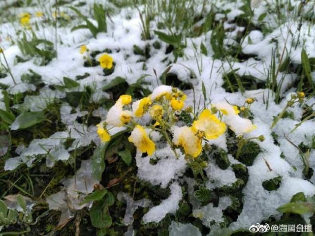 六月飛霜?全國在高溫四川在下雪?