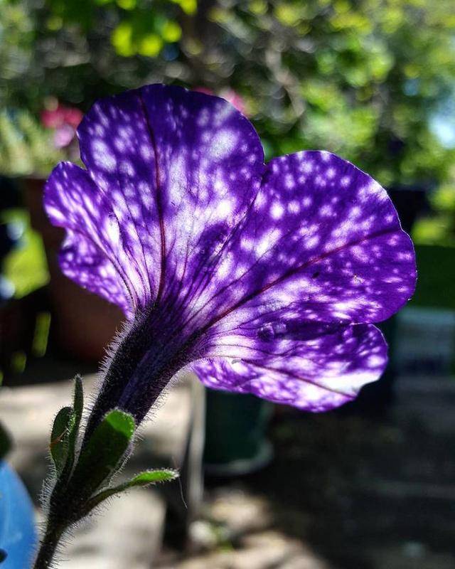 这些"银河"花在花瓣上拥有整个宇宙