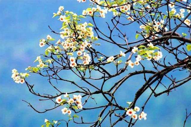 桐子树开花的周期比较短,一般都只个多月时间.