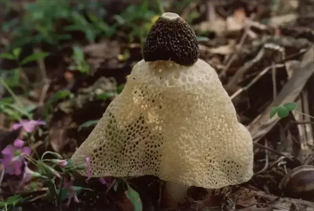 摄影师手下的花蘑菇,百分之九十我们都没有见过