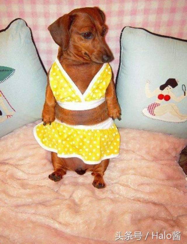 狗狗穿上比基尼,看完怎么一点胡思乱想都没有?