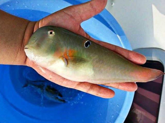 哈哈哈 这个长的像猪一样的鱼是冠希钓的!