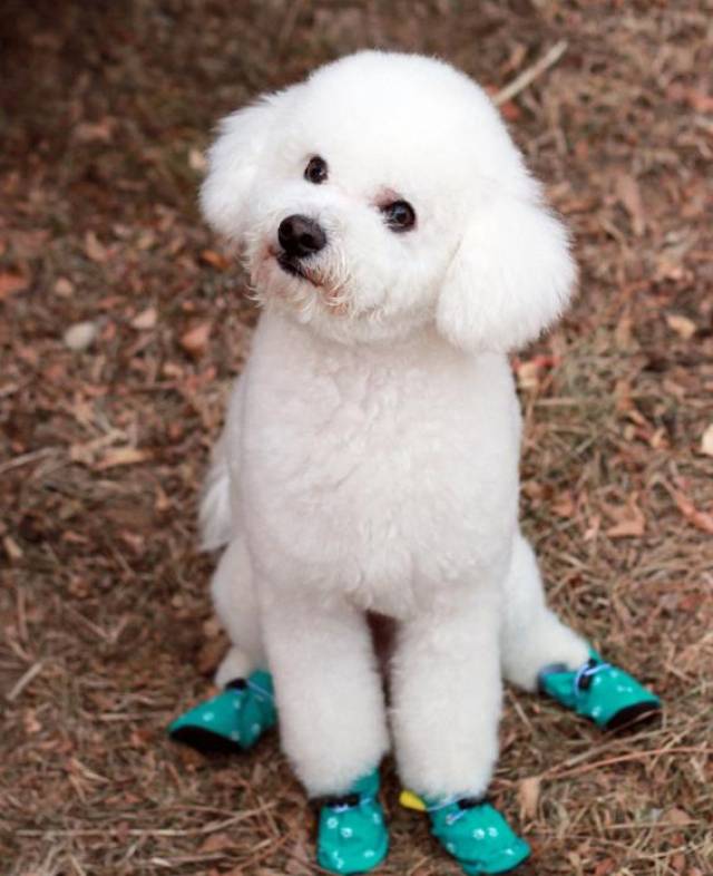 贵宾犬毛色比较多,有黑色,红色,褐色,杏色,香槟色,奶油色,白色,灰色