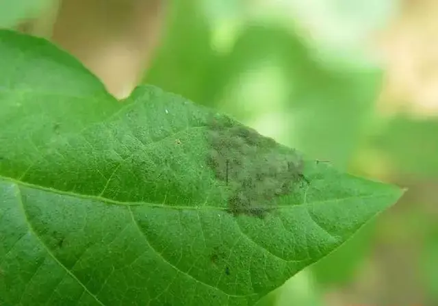 四季豆在种植过程中,相对来说病害还是比较少的,其中四季豆灰霉病危害