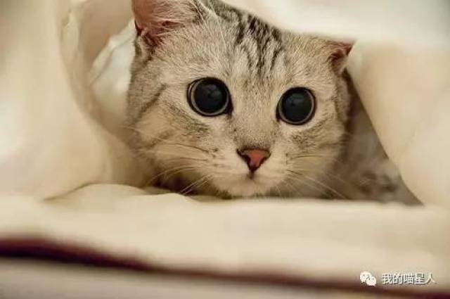 猫眼中的世界是什么颜色?