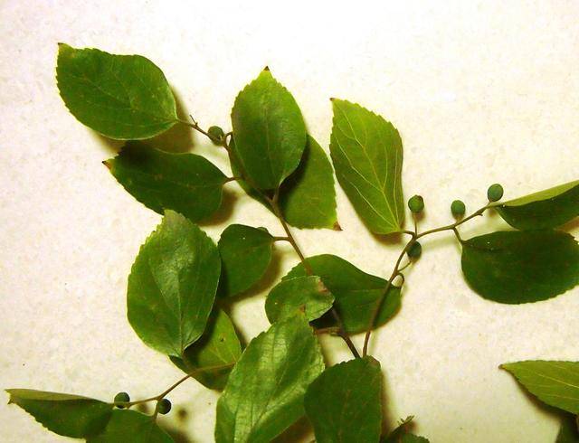 单叶互生,多为卵形或卵状椭圆形,基部几乎不偏斜或仅稍偏斜,先端尖至