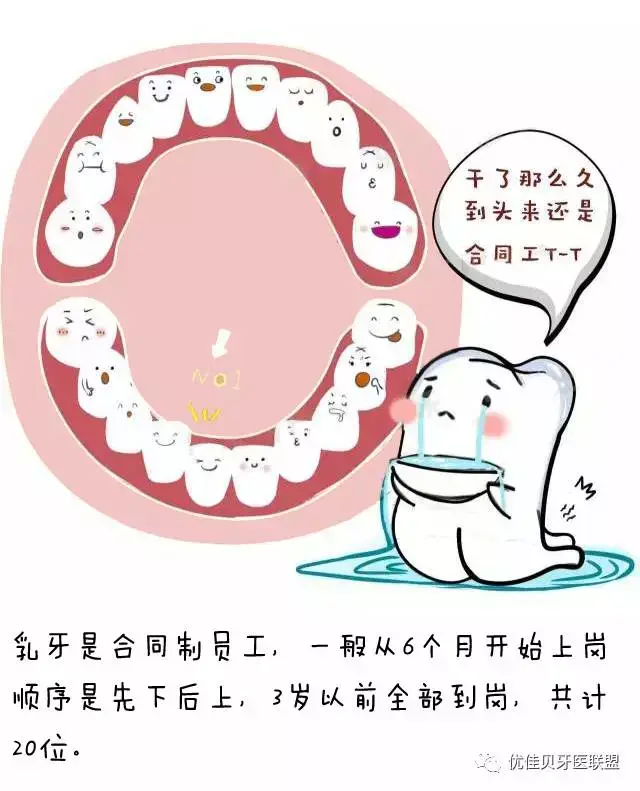 乳牙恆牙傻傻分不清楚?看漫畫教你怎麼區別!