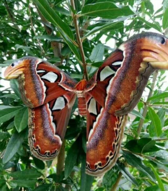 云南山野田地里现巨型飞蛾 鲜艳夺目栖身绿色灌木_手机搜狐网