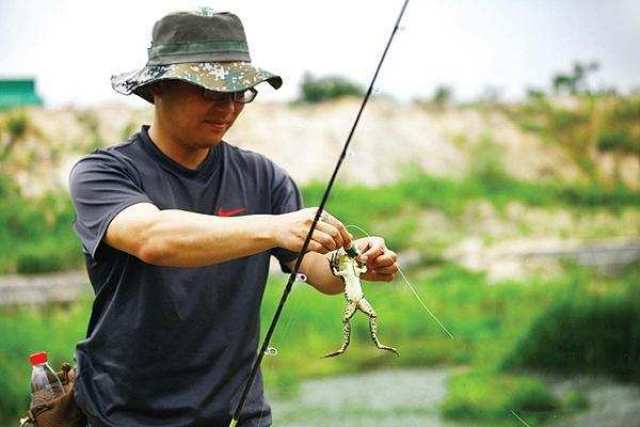 手握长竿钓牛蛙, 这家伙叫声像牛犊可口吞活鱼