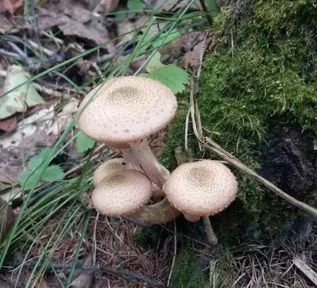 帝王蘑菇鬼吹灯图片