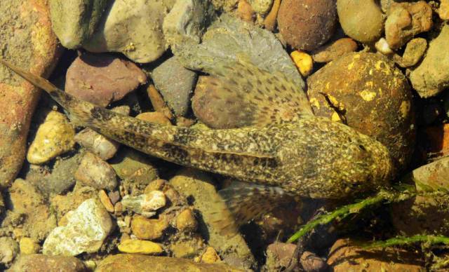 《鬼吹灯黄皮子坟》热播,领略大兴安岭的迷人之处