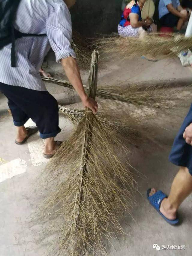 叉头扫把,你见过吗?