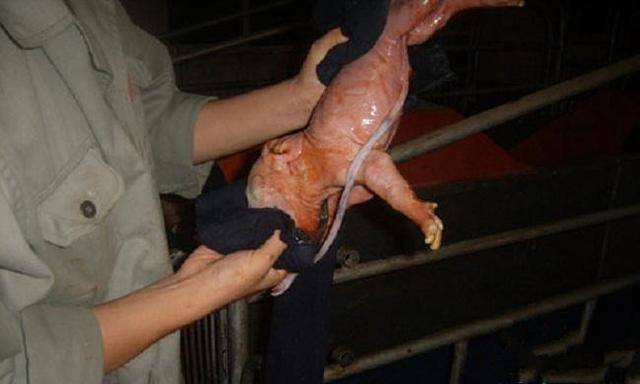 母猪分娩过程图片