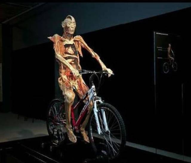 俄罗斯恐怖人体标本展