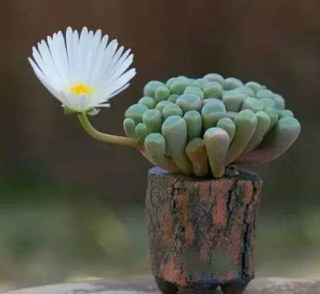 多肉开花,美翻了!小小的生命,萌萌哒!_手机搜狐网