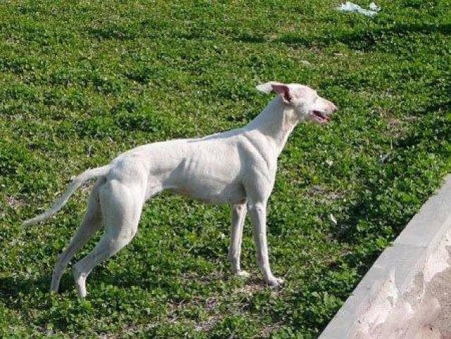 细数活得最久的10种狗