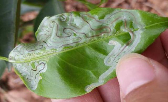 1,潜叶蛾卵卵极小,长0.30~0.