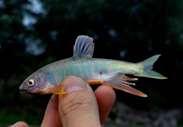 天坑裡釣魚,唯一咬口釣上深潭未知魚種