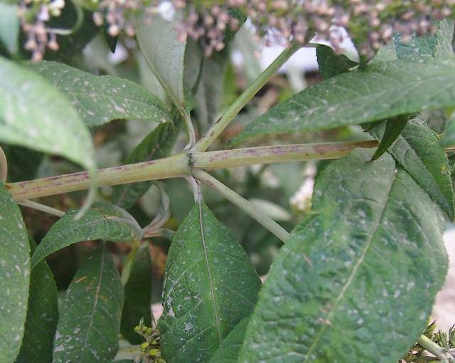 单叶对生.叶片有细锯齿.小枝略呈四棱形