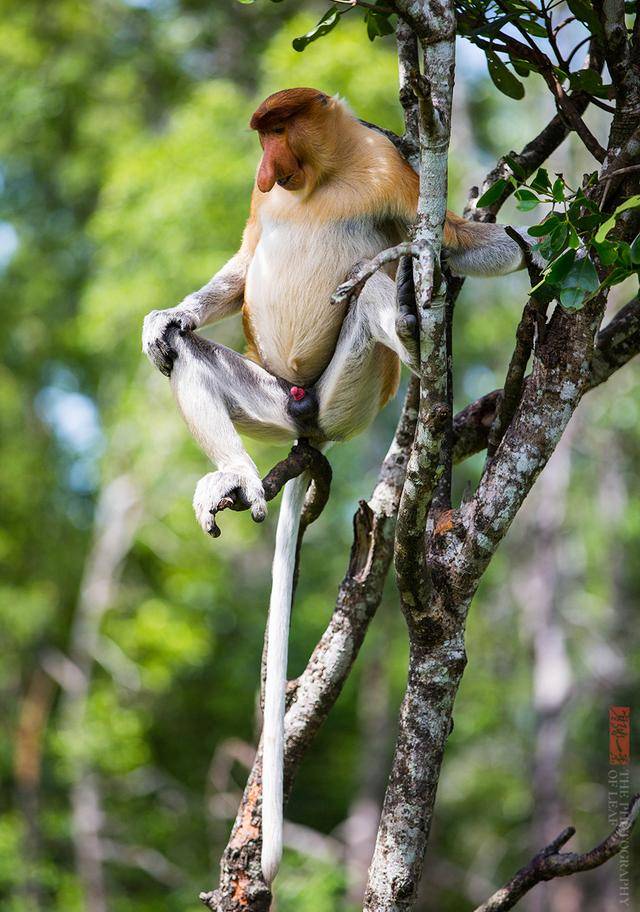 马来西亚长鼻猴,世界上最帅的猴,女游客看了很害羞