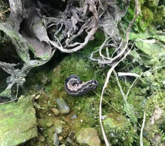 柑橘黑头虫无恶不作,不但暴食叶片,还传播病害!