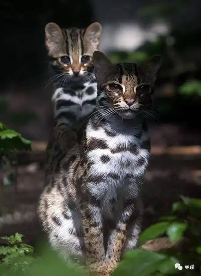 豹猫:优雅而孤独的狩猎者,被人类逼上灭绝之路