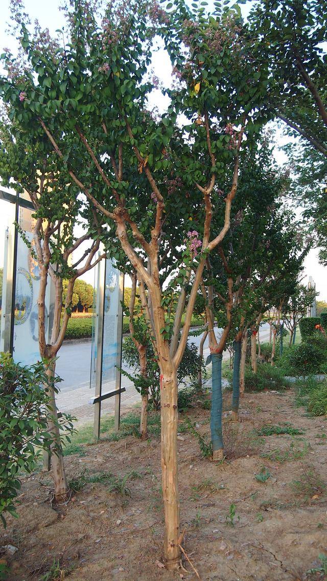 紫薇:皮光肤嫩痒痒树,花开日久百日红