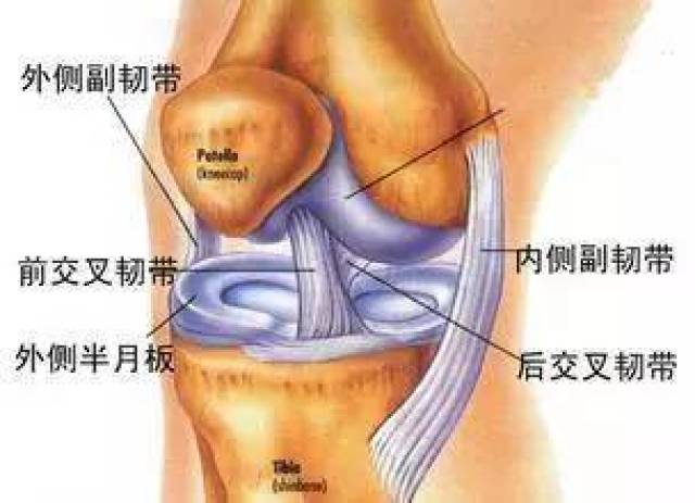 你以为是膝盖疼，其实是内侧副韧带惹的祸_手机搜狐网