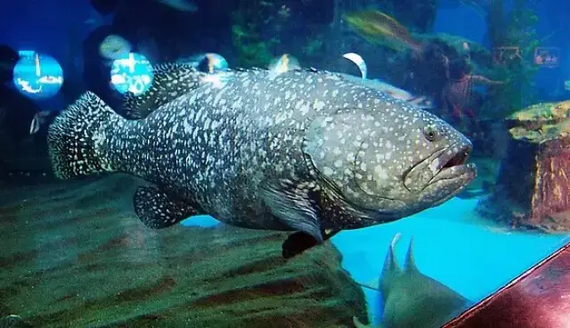 没尝过龙趸的这 5 种吃法,算不上合格的美食家