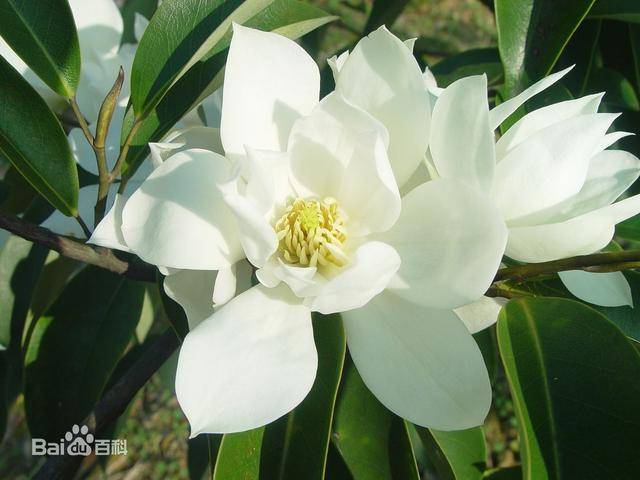 木兰科含笑属,又名光叶白兰花,莫夫人含笑花.