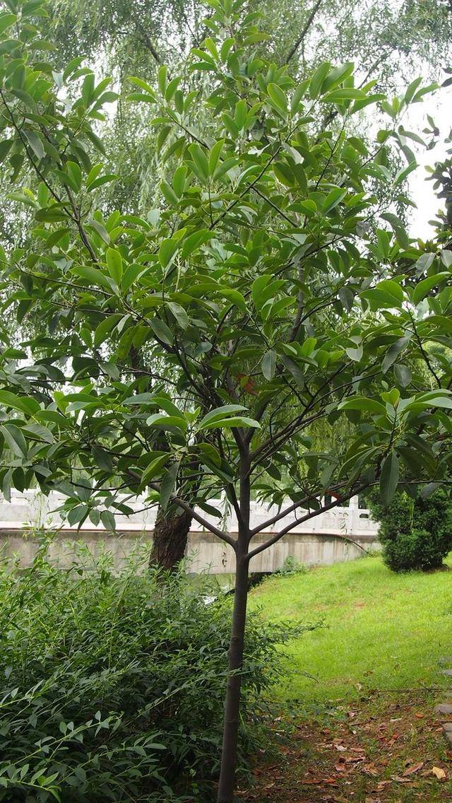 木兰科含笑属,又名光叶白兰花,莫夫人含笑花.