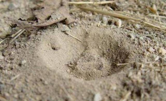 那些小时候玩过的"虫子",现在还有多少人记得?_手机搜狐网