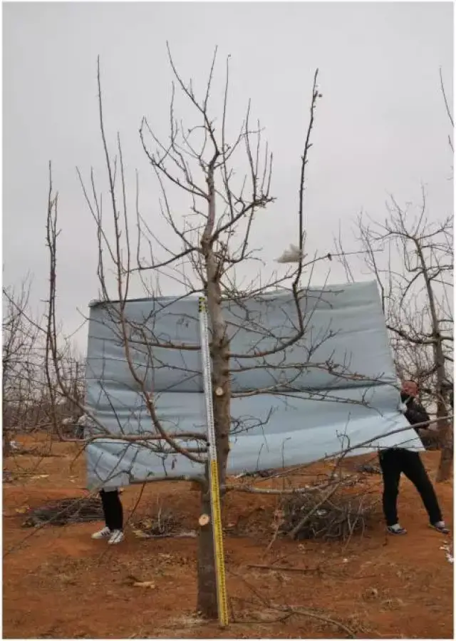 汪景彦专家谈苹果树"傻瓜"式修剪技术