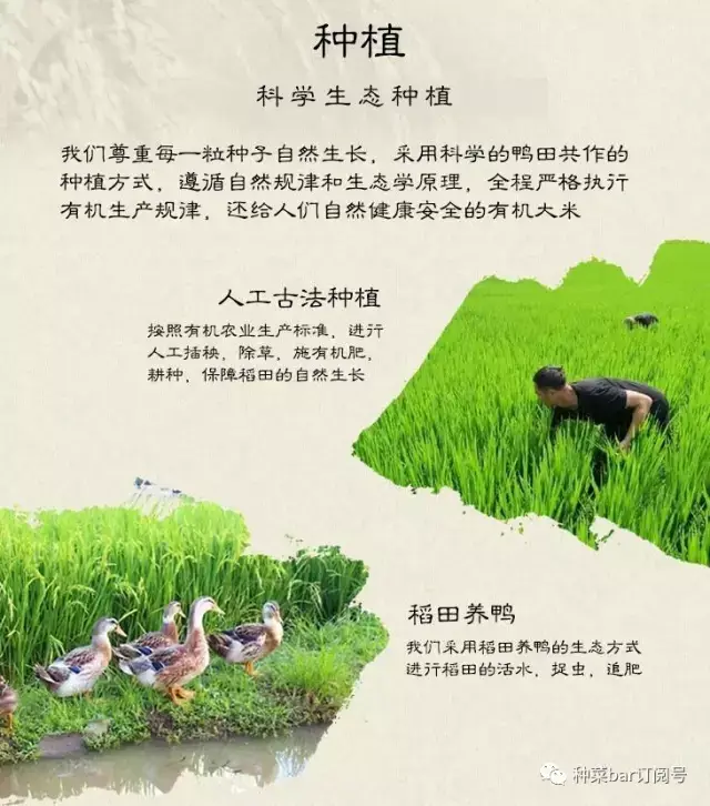 鸭稻共生的种菜bar稻鸭米,现碾现发,新鲜送到家
