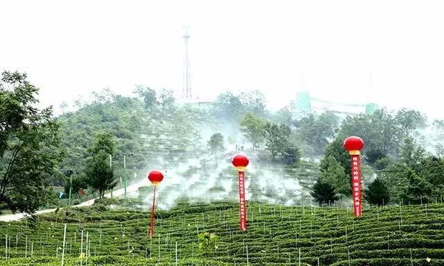 茶旅世界·最美茶园参评丨青川县仙雾茶海