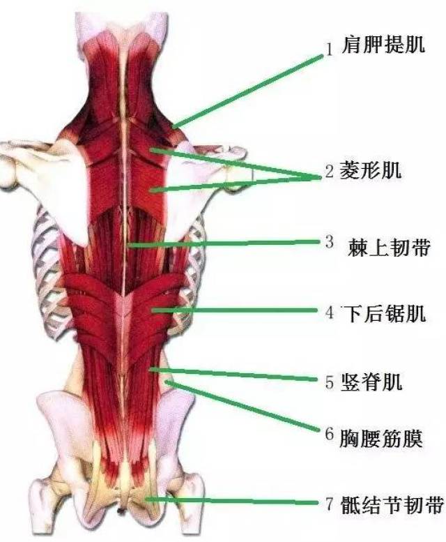 1  竖脊肌的作用